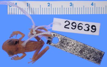 Media type: image; Herpetology A-29639